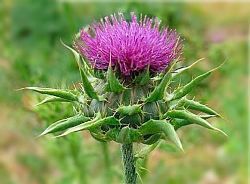 cardo
