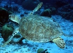 caretta caretta