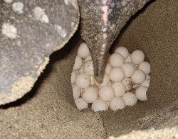 caretta caretta