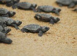caretta caretta