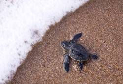 caretta caretta