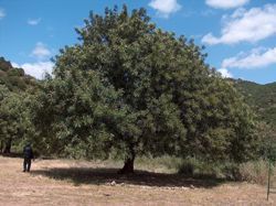 carrubo