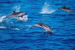 delfini