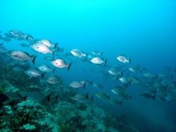 fondale a Lampedusa