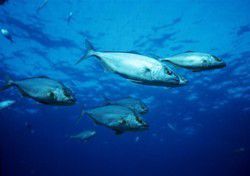 ricciola
