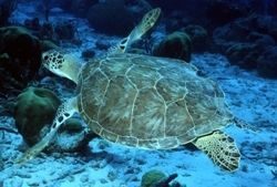 caretta caretta