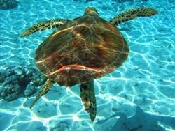 tartaruga caretta